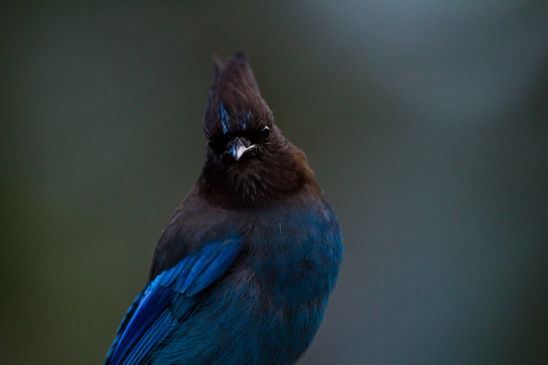 Stellars Jay